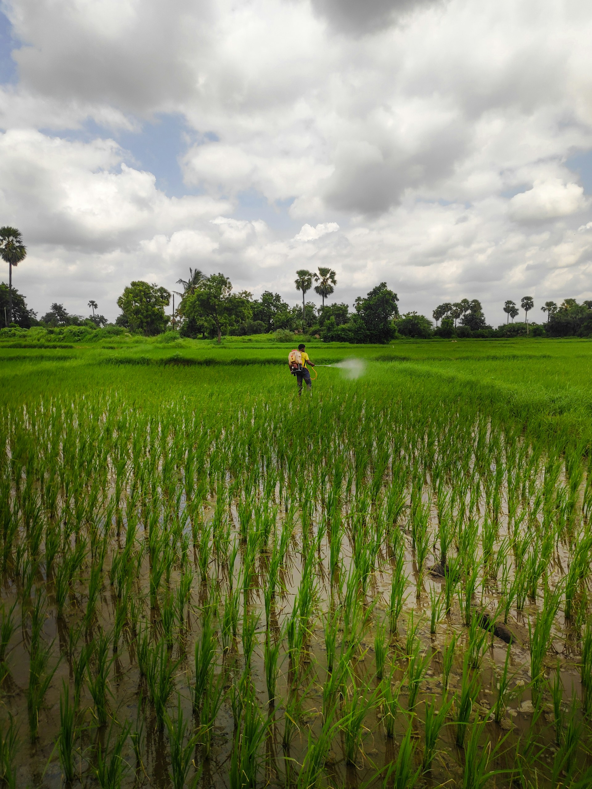 Indian farmer in crop field - ParamGold Agritech